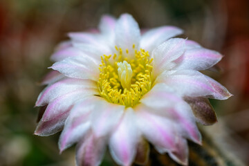 Blooming cactus with long spines in a botanical collection