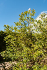 Chinese plum yew or Cephalotaxus Fortunei tree in Saint Gallen in Switzerland