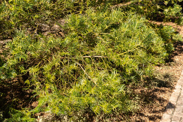 Chinese plum yew or Cephalotaxus Fortunei tree in Saint Gallen in Switzerland