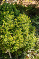 European spruce or Picea Abies tree in Saint Gallen in Switzerland