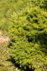 European spruce or Picea Abies tree in Saint Gallen in Switzerland