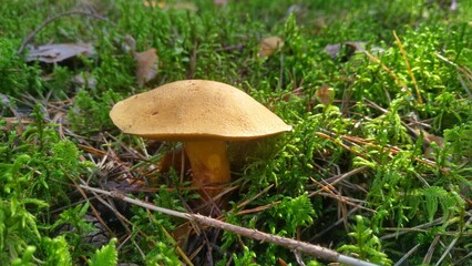 An edible mushroom moss (Xerócomus) grew in the forest on moss among grass, dry branches and needles. In the autumn, the main mushroom season continues. Sunny weather
