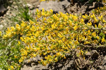 Hairy broom or Chamaecytisus Hirsutus plant in Saint Gallen in Switzerland