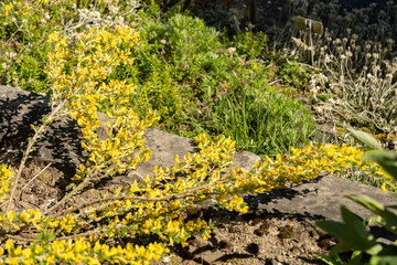 Hairy broom or Chamaecytisus Hirsutus plant in Saint Gallen in Switzerland