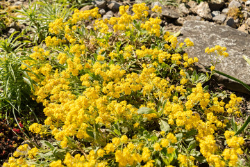 Alyssum Saxatile plant in Saint Gallen in Switzerland