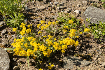 Alyssum Saxatile plant in Saint Gallen in Switzerland