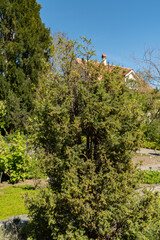 Common juniper or Juniperus Communis plant in Saint Gallen in Switzerland