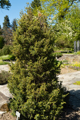 Common juniper or Juniperus Communis plant in Saint Gallen in Switzerland