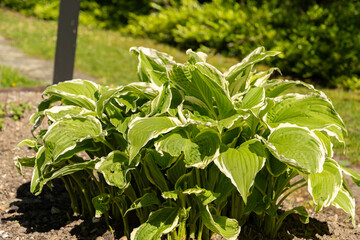 Siebolds plantain lily or Hosta Crispula plant in Saint Gallen in Switzerland