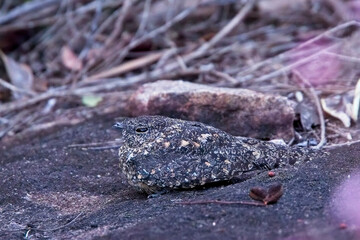 Pygmy Nightjar (Nyctipolus hirundinaceus), roosting, Boa Nova National Park, Brazil.