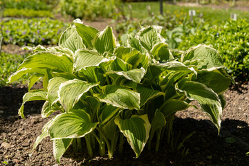 Siebolds plantain lily or Hosta Crispula plant in Saint Gallen in Switzerland