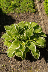 Siebolds plantain lily or Hosta Crispula plant in Saint Gallen in Switzerland
