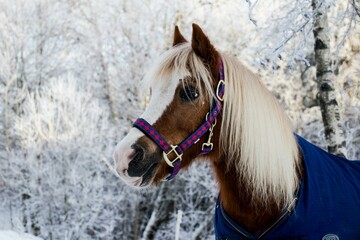 Beautiful Horse White Nature Photo