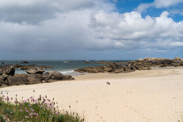 Des rivages sablonneux, des  rochers de la Côte des Légendes de Bretagne, ornées de la flore maritime en fleurs.
