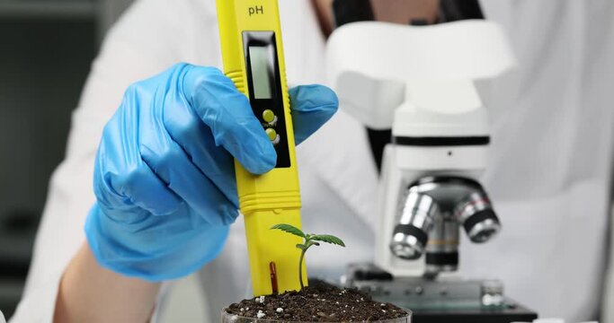 Scientist examines soil acidity in container with cannabis using laboratory PH-meter device in office. Specialist sits next to microscope slow motion
