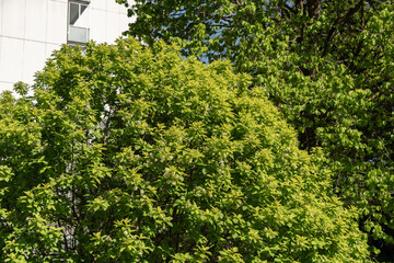 Bird cherry or Prunus Padus plant in Saint Gallen in Switzerland