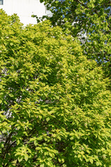 Bird cherry or Prunus Padus plant in Saint Gallen in Switzerland