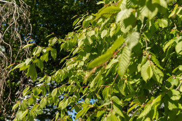 Common hornbeam or Carpinus Betulus tree in Saint Gallen in Switzerland