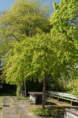 Common hornbeam or Carpinus Betulus tree in Saint Gallen in Switzerland