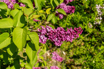 Common lilac or Syringa Vulgaris plant in Saint Gallen in Switzerland