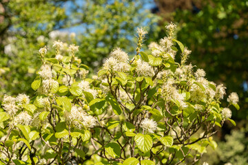 Mountain witch alder or Fothergilla Major plant in Saint Gallen in Switzerland