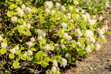 Mountain witch alder or Fothergilla Major plant in Saint Gallen in Switzerland