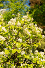 Mountain witch alder or Fothergilla Major plant in Saint Gallen in Switzerland