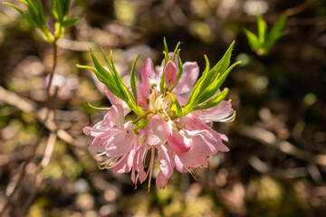 Pinkshell azalea or Rhododendron Vaseyi plant in Saint Gallen in Switzerland