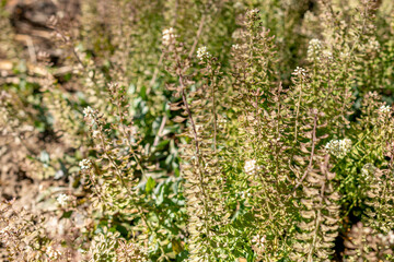 Calylophus Serrulatus plant in Saint Gallen in Switzerland
