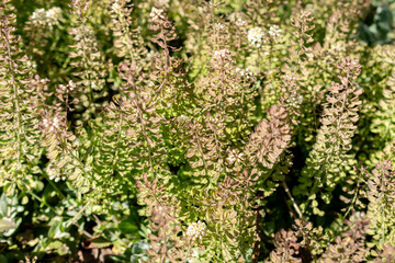 Calylophus Serrulatus plant in Saint Gallen in Switzerland
