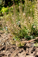 Calylophus Serrulatus plant in Saint Gallen in Switzerland