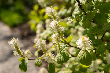 Witch alder or Fothergilla Gardenii plant in Saint Gallen in Switzerland