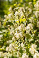 Witch alder or Fothergilla Gardenii plant in Saint Gallen in Switzerland