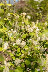 Witch alder or Fothergilla Gardenii plant in Saint Gallen in Switzerland