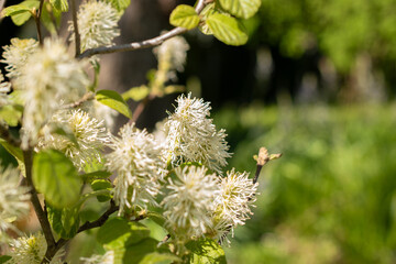 Witch alder or Fothergilla Gardenii plant in Saint Gallen in Switzerland