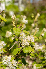 Witch alder or Fothergilla Gardenii plant in Saint Gallen in Switzerland
