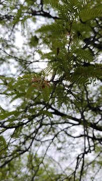 Green Tamarind Tree with flowers , static shot
