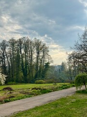 trees in the park in spring