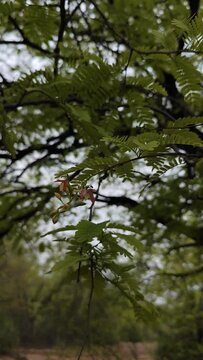  Tamarind Tree with flowers ,super close up view