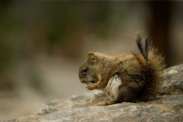 Close-Up Of A Squirrel