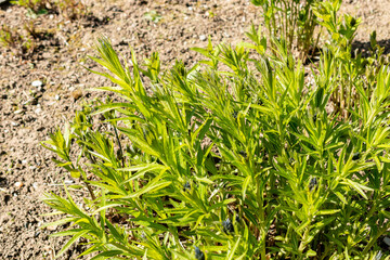 Amsonia Illustris plant in Saint Gallen in Switzerland