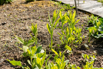 Wingstem or Verbesina Alternifolia plant in Saint Gallen in Switzerland