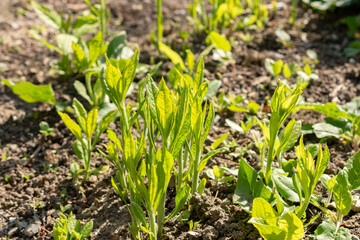 Wingstem or Verbesina Alternifolia plant in Saint Gallen in Switzerland