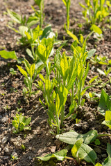 Wingstem or Verbesina Alternifolia plant in Saint Gallen in Switzerland
