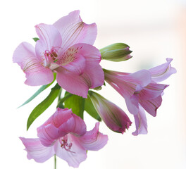 alstroemeria flower growing in a greenhouse