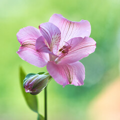 alstroemeria flower growing in a greenhouse