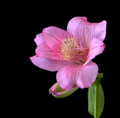 Naklejka premium alstroemeria flower growing in a greenhouse