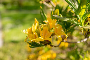 Fototapeta premium Yellow azalea or Rhododendron Luteum plant in Saint Gallen in Switzerland