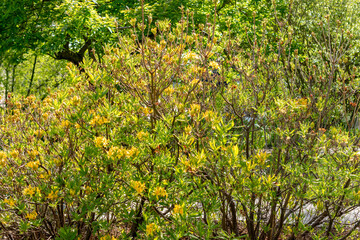 Yellow azalea or Rhododendron Luteum plant in Saint Gallen in Switzerland