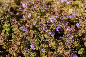 Obraz premium Ground ivy or Glechoma Hederacea plant in Saint Gallen in Switzerland